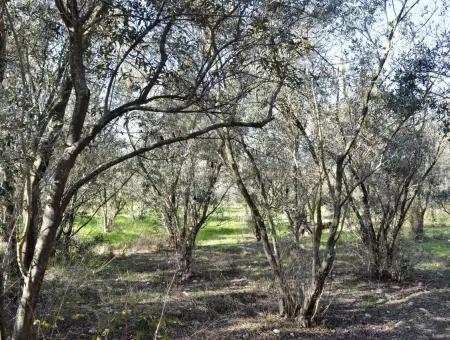 Fethiye Kadıköyde Satılık Müstakil Köy Evi