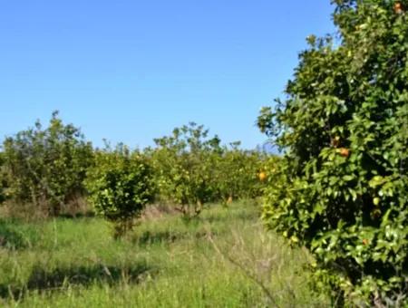 Ortacada Satılık Kelepir Limon Bahçesi